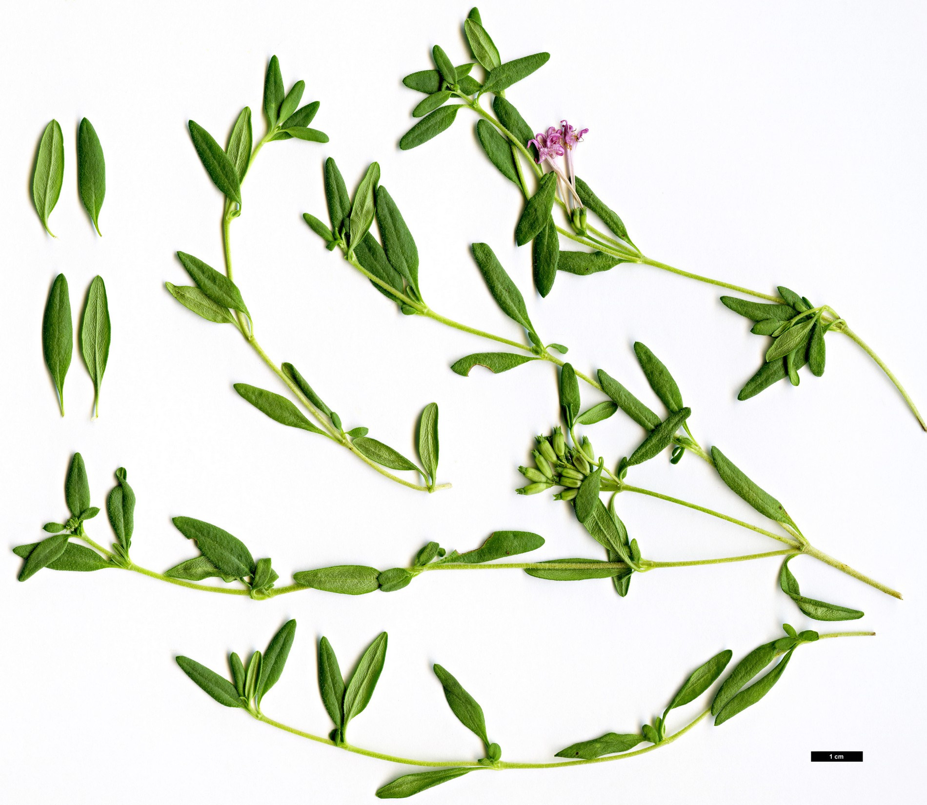 High resolution image: Family: Rubiaceae - Genus: Plocama - Taxon: calabrica